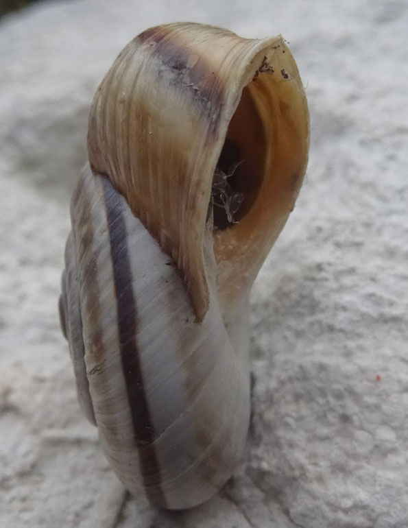 Chilostoma cingulatum....del Monte Stivo (TN)